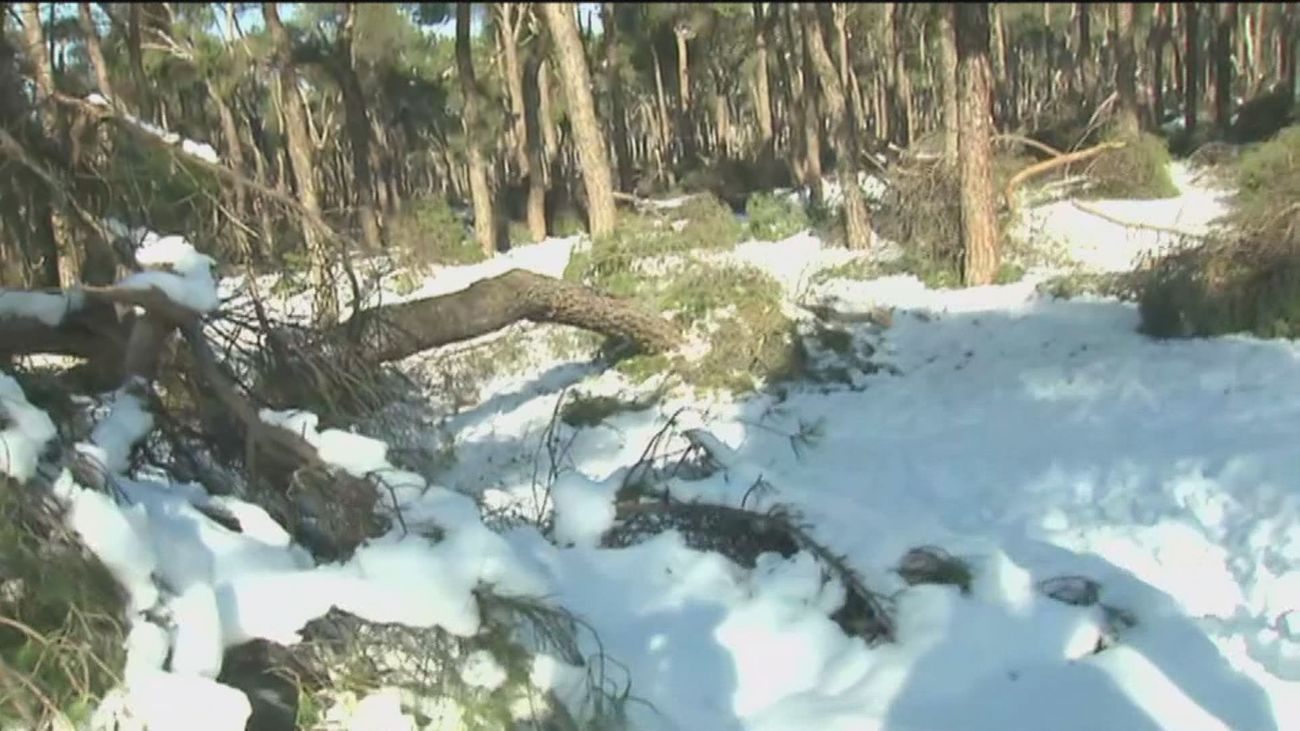 El pinar de San José queda devastado tras la gran nevada que ha abatido árboles centenarios