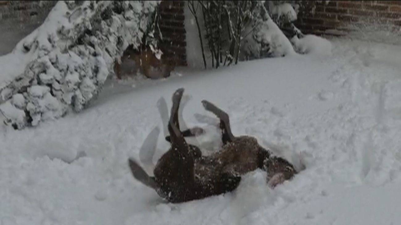Así afecta el frío polar a las mascotas