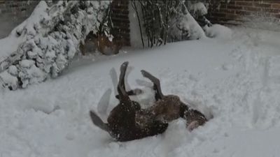 Así afecta el frío polar a las mascotas