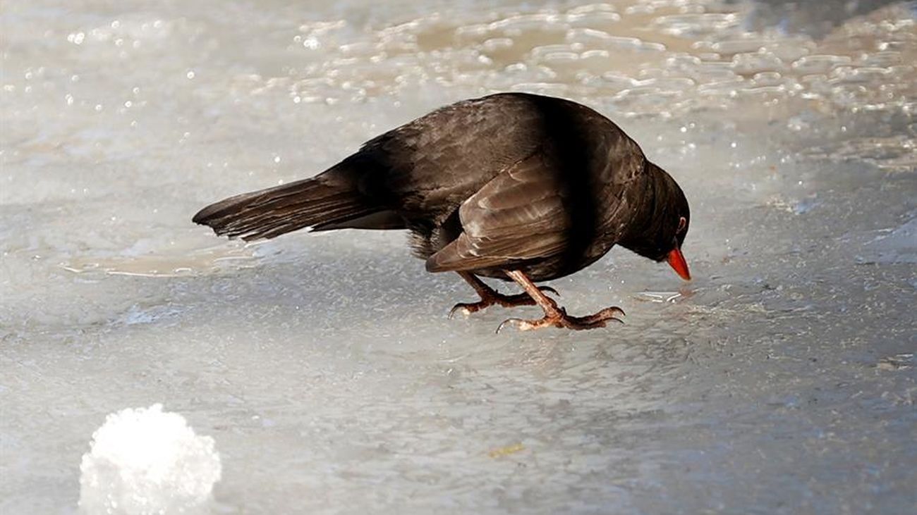 Buenos Días Madrid 14.01.2021 (9.00 - 10.30)