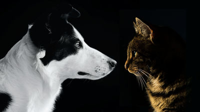 Madrid y Barcelona, entre las mejores ciudades de Europa para tener mascotas