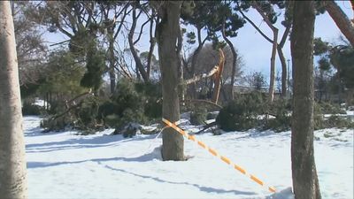 Cientos de miles de árboles de Madrid deberán ser saneados y recuperados tras la nevada