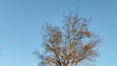 Brea de Tajo limpia sus calles...y las de otros pueblos