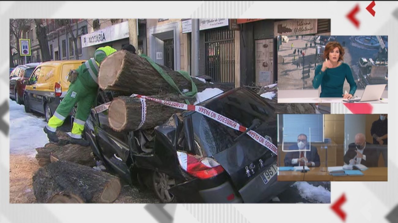 Cortan un árbol de grandes dimensiones que ha destrozado un vehículo tras sepultarlo