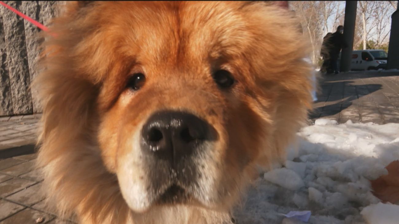 ¿Cuáles son los distritos de Madrid donde hay más perros?