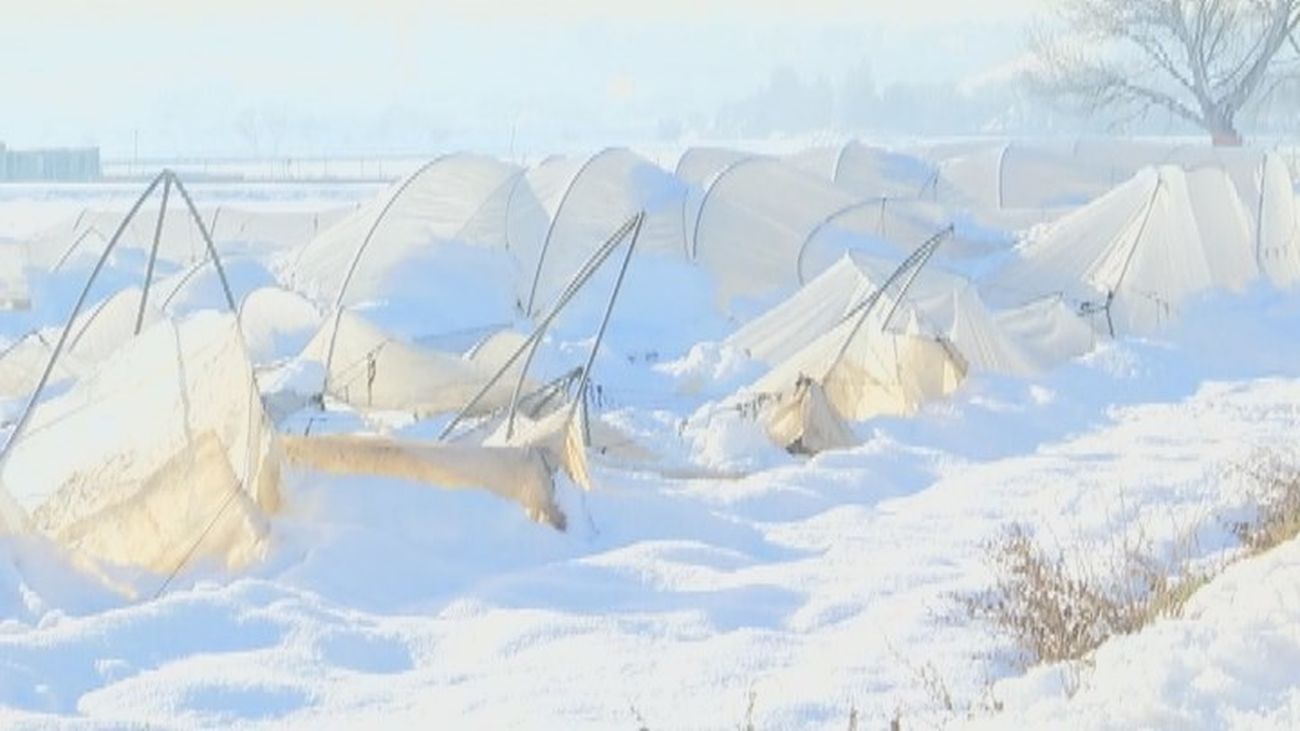 La historia de un agricultor desolado por Filomena: “Hemos perdido toda la cosecha"
