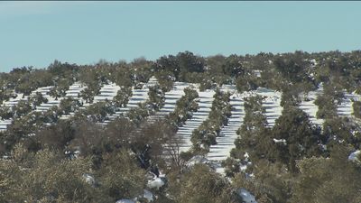 La gran nevada deja al sector agrícola de Madrid con pérdidas millonarias
