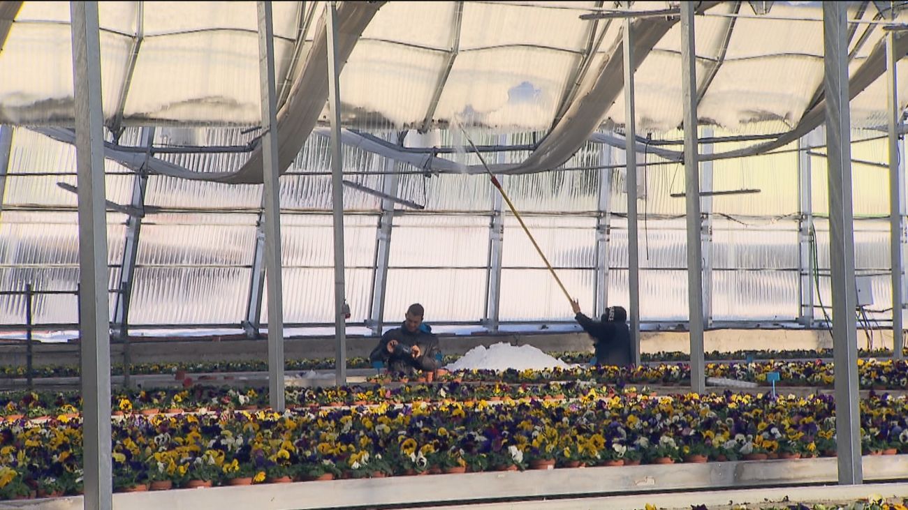 Piden  ayuda para rescatar un vivero dañado por Filomena donde trabajan 130 personas con discapacidad