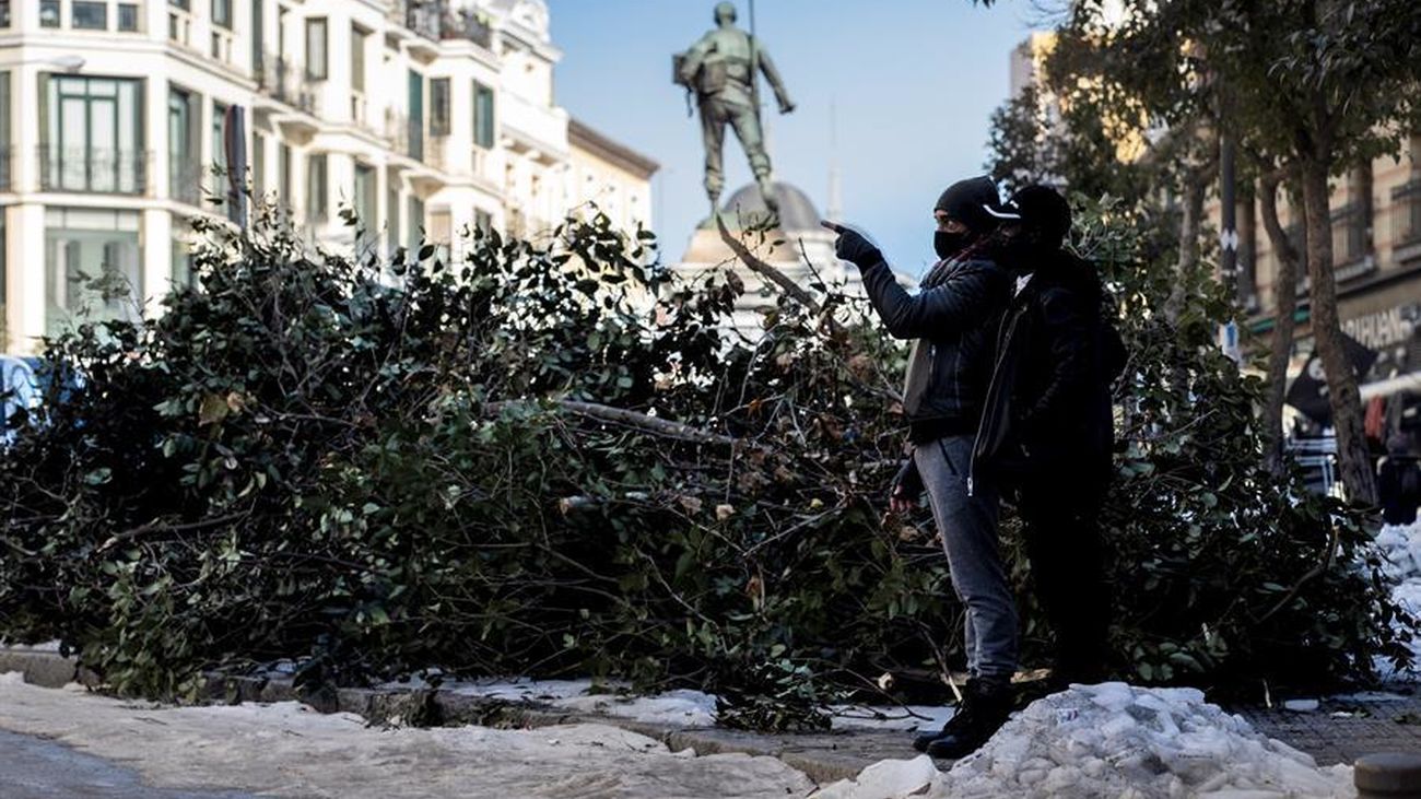 Árboles caídos tras la nevada en la plaza de Cascorro en Madrid