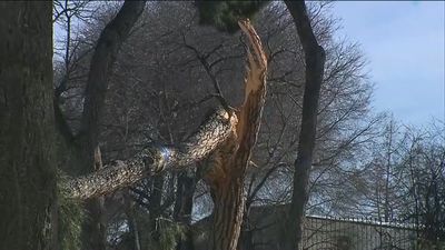 Comienzan los trabajos de poda y evaluación de daños forestales en los parques madrileños