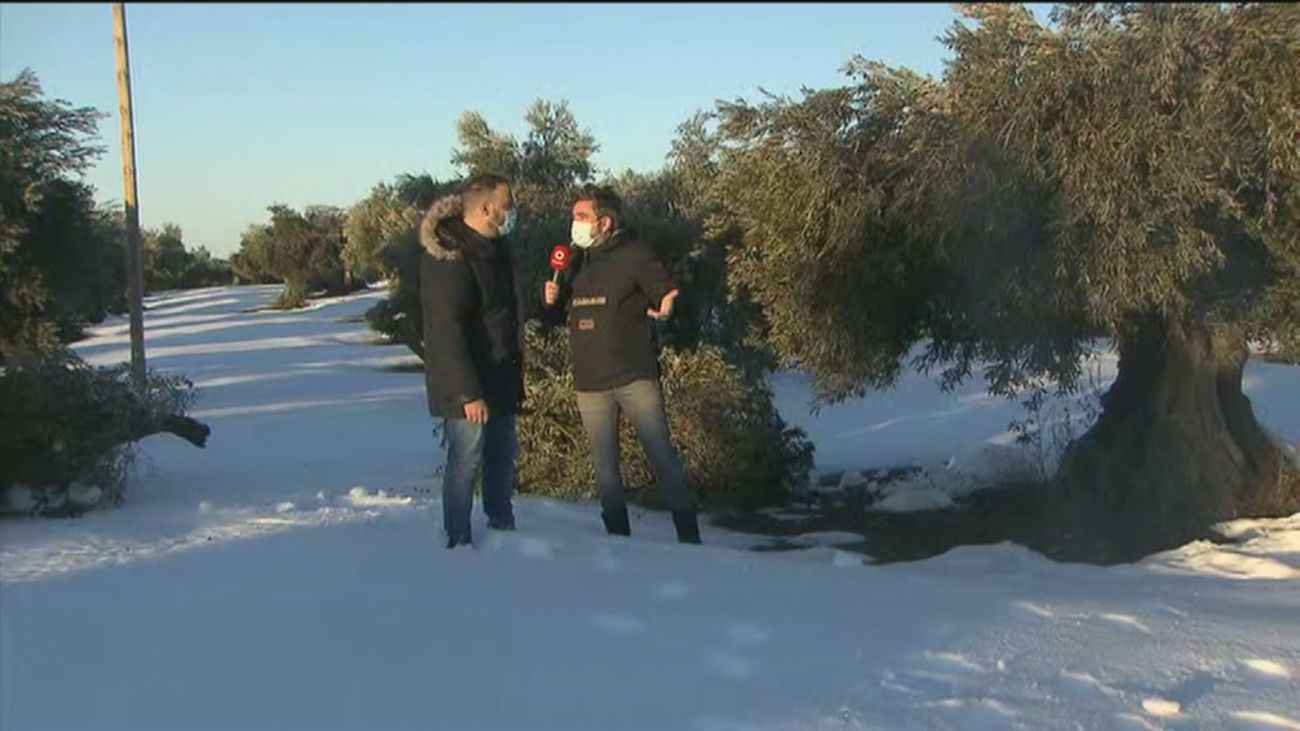 Filomena arrasa el olivar de Villarejo de Salvanés, que  pierde el 80% de la producción de aceite de oliva