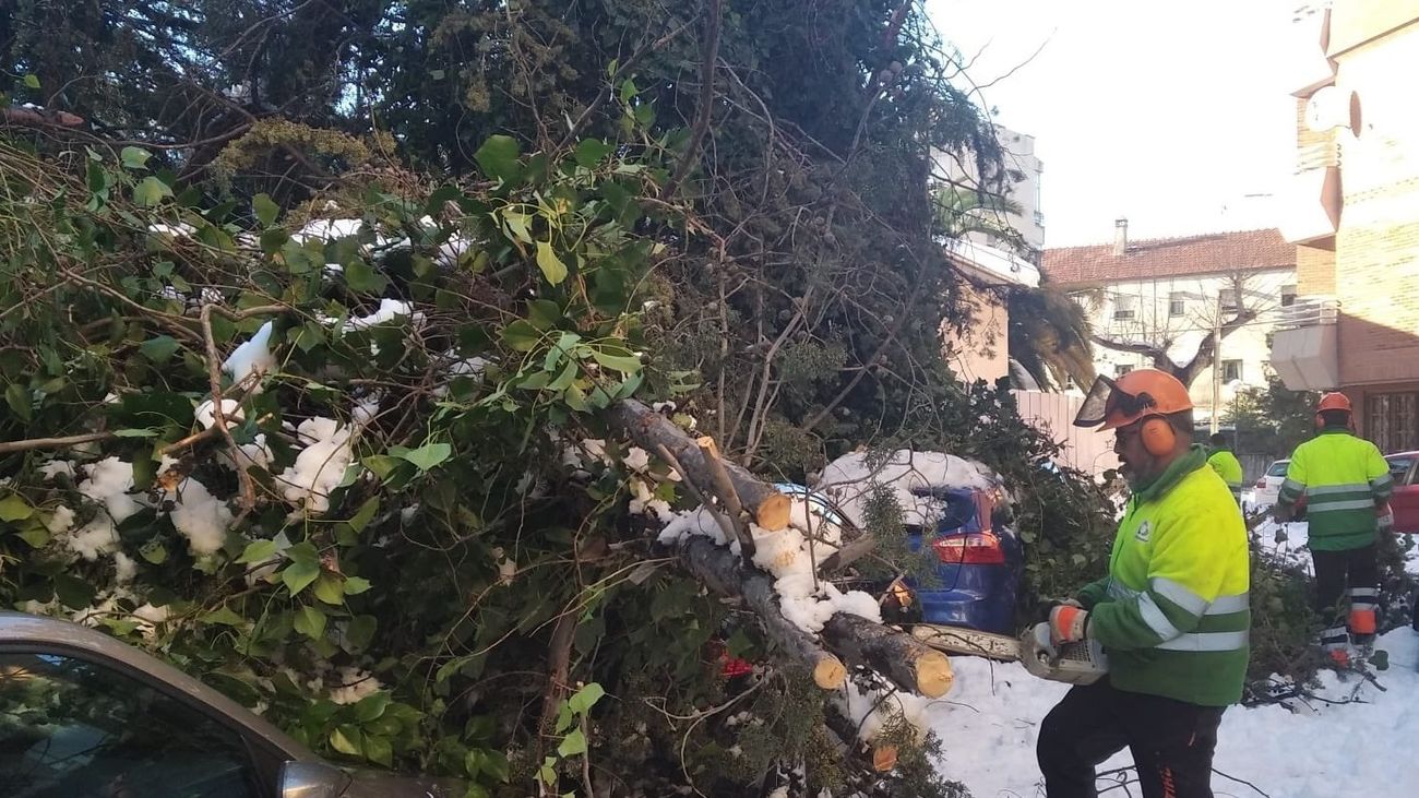 Operarios retirando ramas en Las Rozas