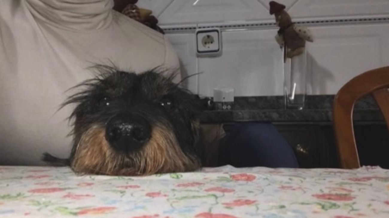 Recompensa de 3.000 euros por encontrar a Musu, un teckel desaparecido en Villaviciosa