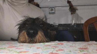 Recompensa de 3.000 euros por encontrar a Musu, un teckel desaparecido en Villaviciosa