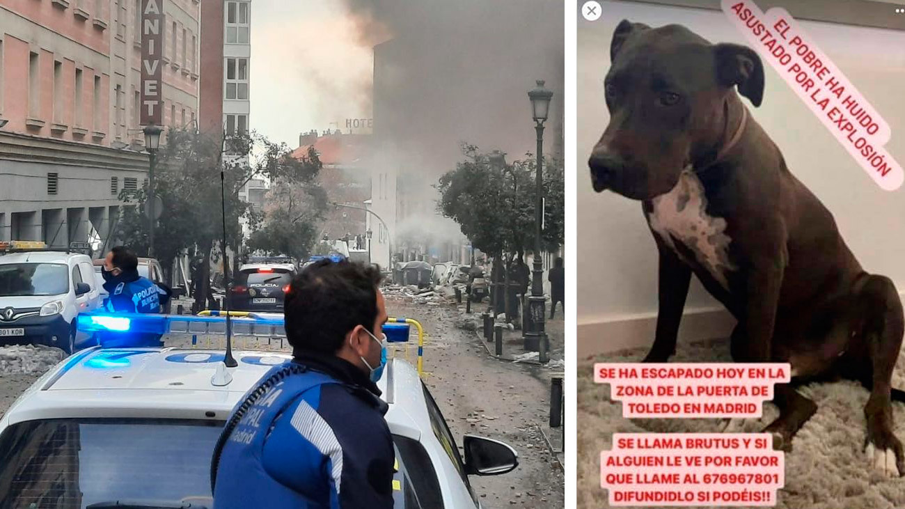 Imagen de Brutus, el perro desaparecido tras la enorme explosión de la calle Toledo en el centro de Madrid