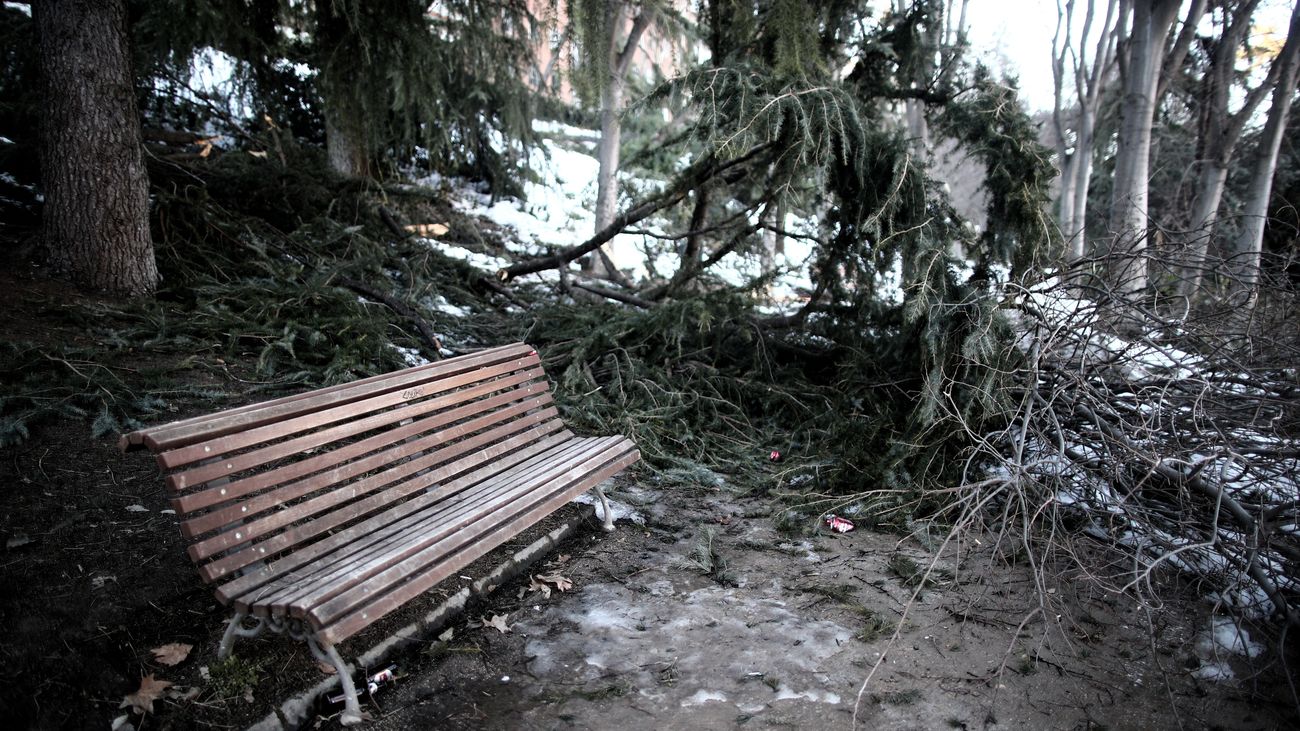 Madrid contempla nuevas especies vegetales a la hora de replantar lo arrasado por 'Filomena'