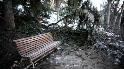 Madrid contempla nuevas especies vegetales a la hora de replantar lo arrasado por 'Filomena'