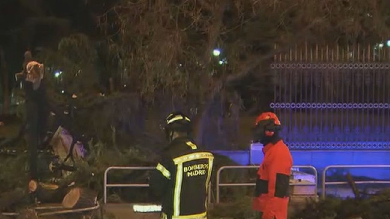 El viento provoca la caída de un enorme pino en Cibeles, sin provocar víctimas