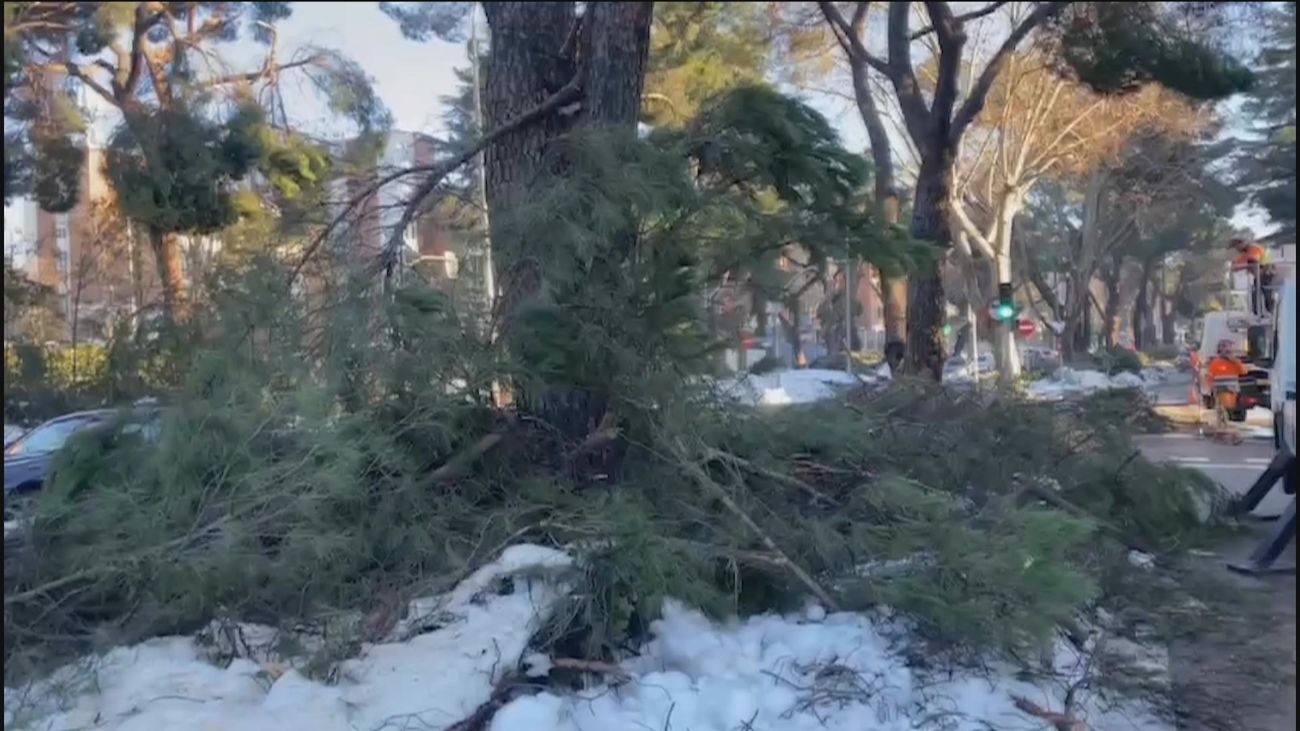 ¿Cuál es la especie de árbol más apropiada para repoblar Madrid?