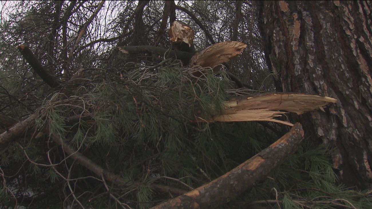 Preocupación entre los vecinos de la Dehesa de la Villa  tras comprobar los destrozos de Filomena en su bosque forestal