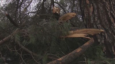 Preocupación entre los vecinos de la Dehesa de la Villa  tras comprobar los destrozos de Filomena en su bosque forestal