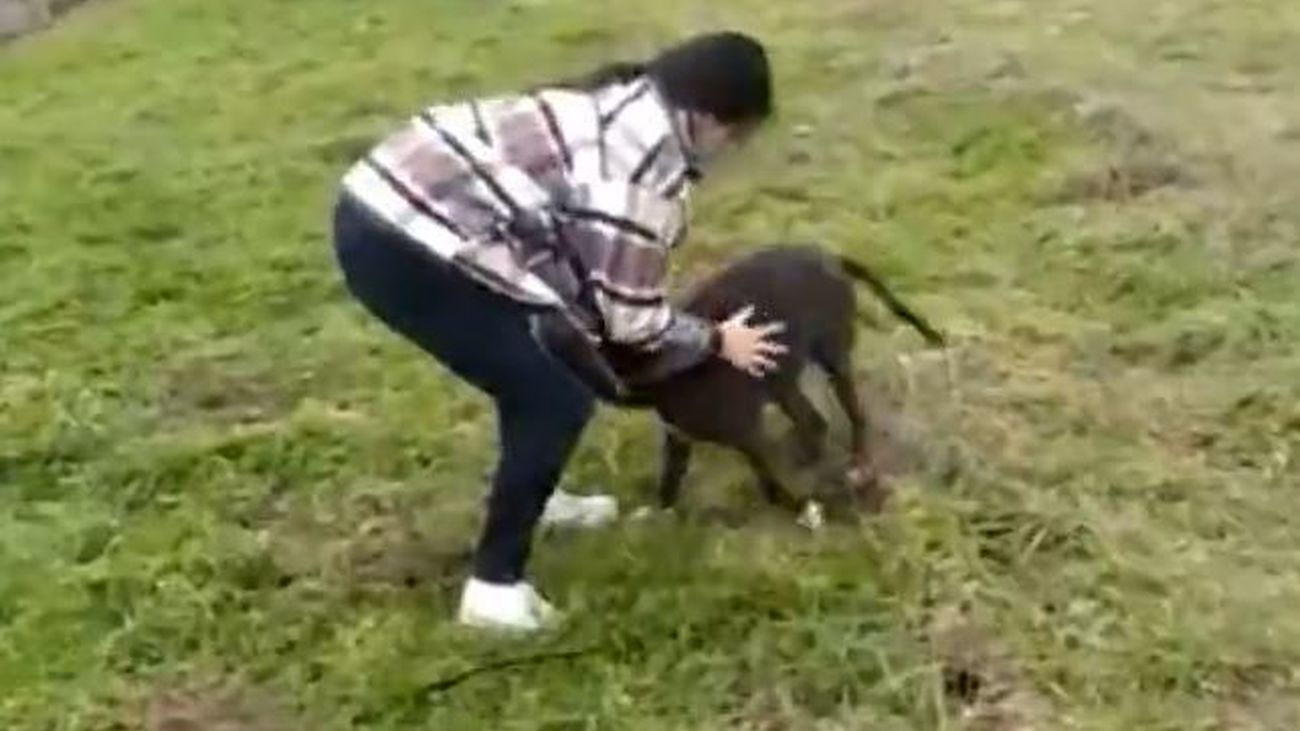 Encuentran a Brutus, el perro desaparecido tras la explosión de la calle Toledo