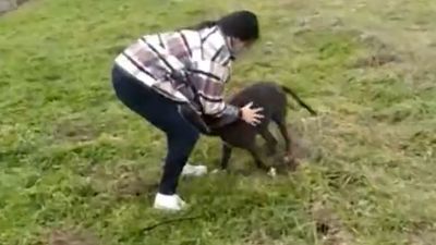 Encuentran a Brutus, el perro desaparecido tras la explosión de la calle Toledo