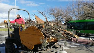 Casi 14 millones de euros en daños al arbolado de Majadahonda