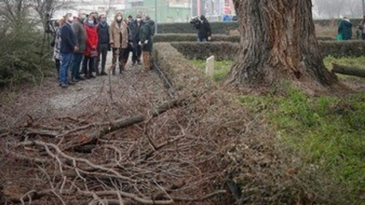 Madrid clonará árboles centenarios y singulares derribados por la nevada Filomena