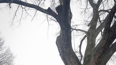 Madrid clonará árboles centenarios y singulares derribados por la nevada Filomena