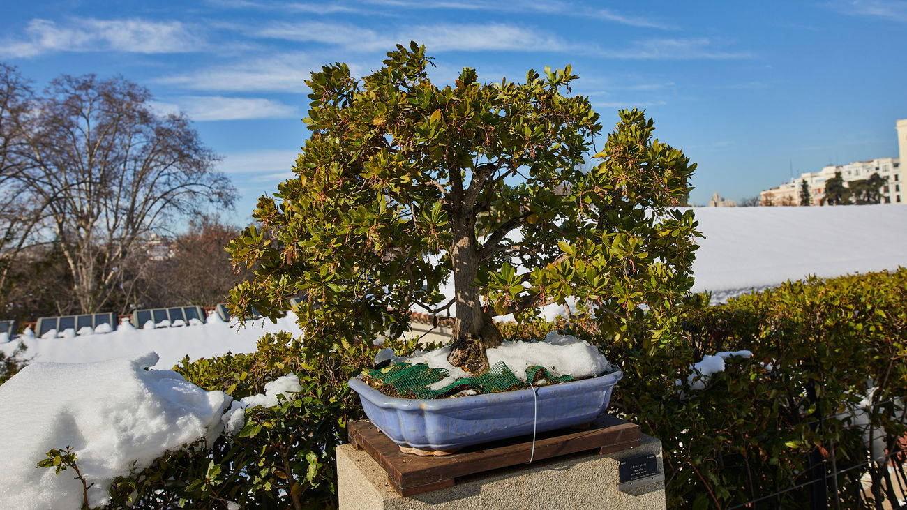 Bonsai del Real Jardín Botánico
