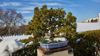 Aranjuez será un año más la sede de la mayor convención de España sobre bonsáis