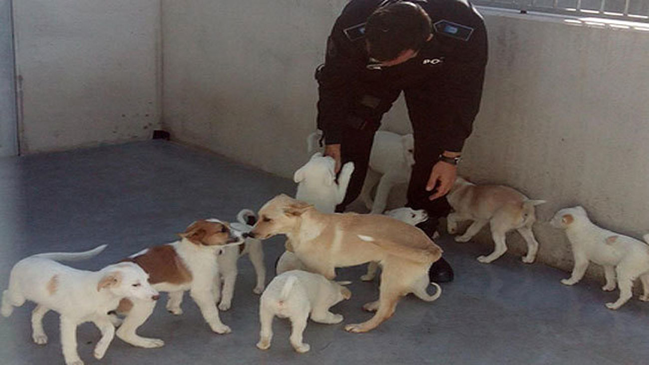 Grupo de cachorros en torno a su cuidador