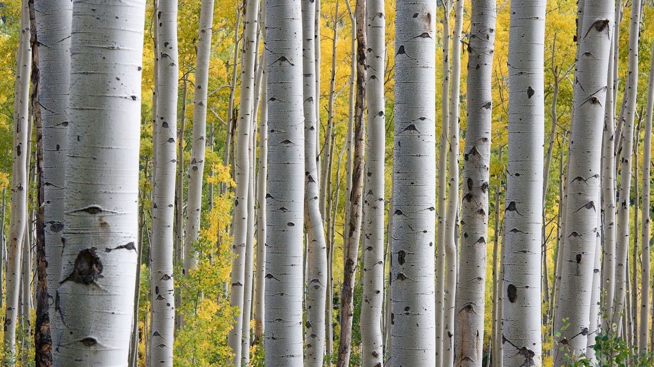 Una iniciativa sostenible para repoblar el bosque de Paracuellos