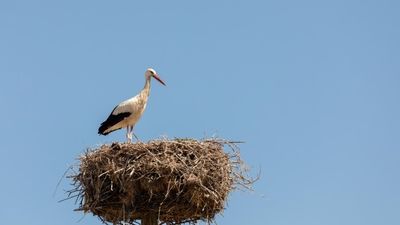 Más de 5.000 cigüeñas viven en Madrid y se alimentan en basureros