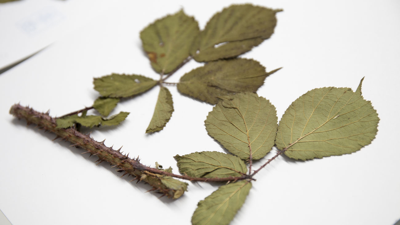 Hojas y tallo de Rubus carpetanus, la zarza descubierta en la Sierra de Guadarrama