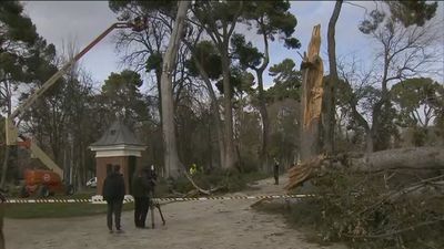 El Retiro llora la pérdida de mil árboles, pero resiste con sus ejemplares históricos