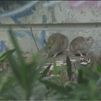 Ratas gigantes en la estación de Cercanías de Méndez Álvaro