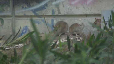 Ratas gigantes en la estación de Cercanías de Méndez Álvaro