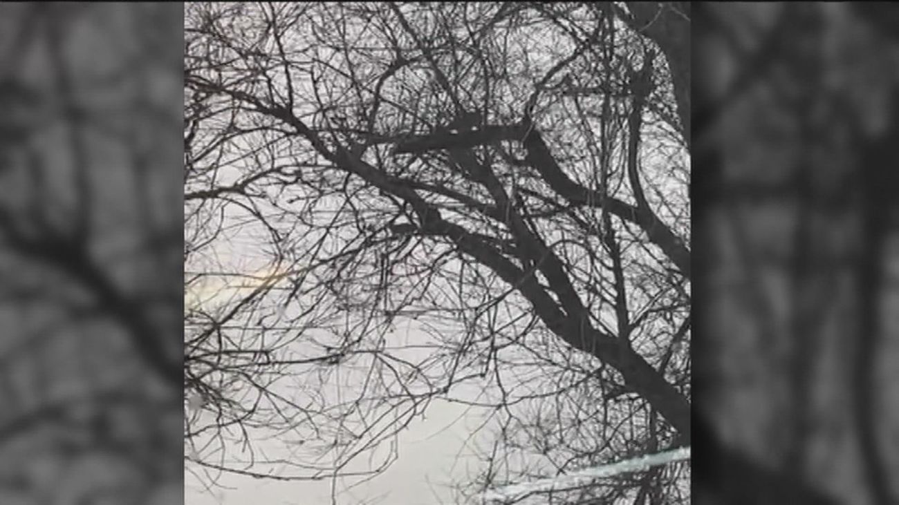 Ratas trepan por los árboles en Méndez-Álvaro