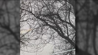 El PSOE carga contra la "inacción" municipal ante las ratas en Menéndez Pelayo