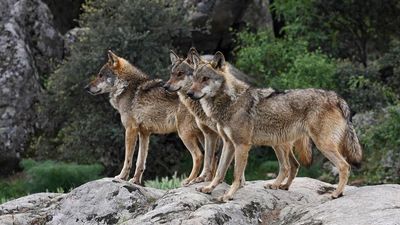 La caza del lobo quedará prohibida en toda España