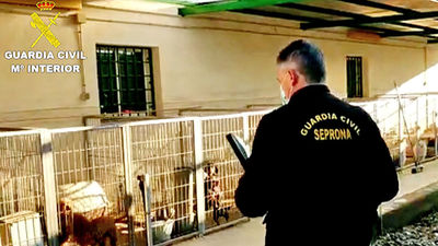 Detenidos el responsable de un criadero de perros y  un veterinario por cortarles las cuerdas vocales a los animales
