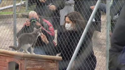 Madrid adelanta las ayudas de 2021 para la protección de animales y aboga por fomentar la adopción