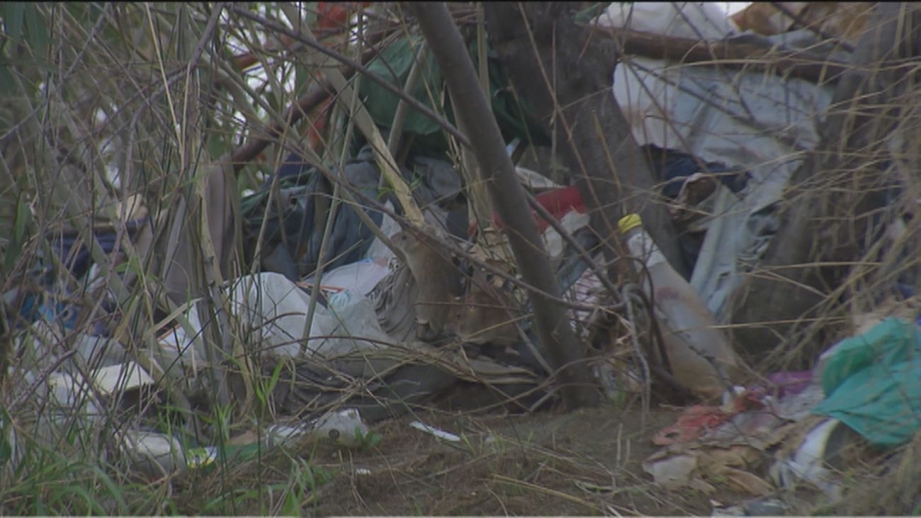 Así es la rata negra, presente en varios puntos de Madrid