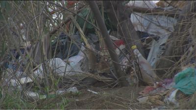 Así es la rata negra, presente en varios puntos de Madrid