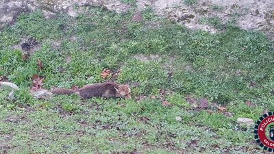 Capturan un zorro perdido en las calles de Valdemoro