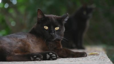 Quejas por el aumento de gatos en Aranjuez