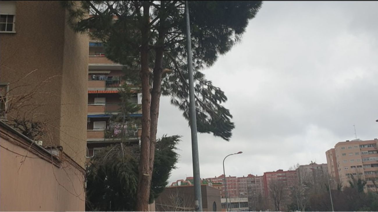 Un vecino de Fuenlabrada denuncia el peligro de una rama de un árbol situado cerca de un colegio