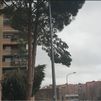 Un vecino de Fuenlabrada denuncia el peligro de una rama de un árbol situado cerca de un colegio